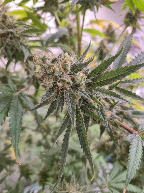 Purple diesel. Week 9 - Week 9 day 1 
23/9