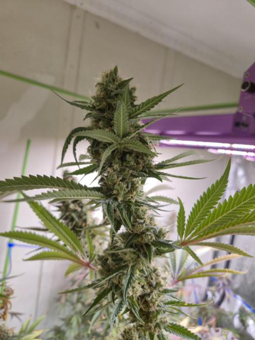 Purple diesel. Week 9 - Week 9 day 1 
23/9