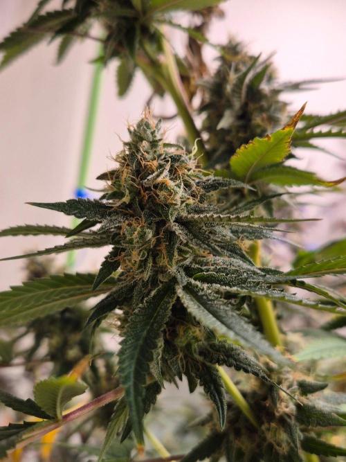 Purple Diesel. Week 9