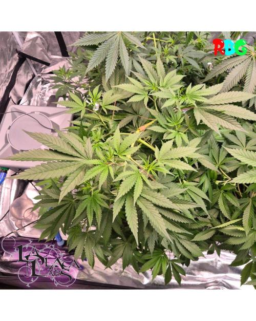 Alien Bubba RDWC. Week 5 - Week 5 day 1 
23/9