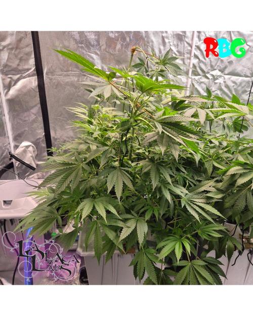 Alien Bubba Regular. Week 5