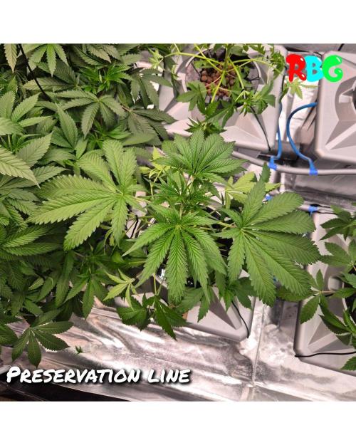 Peanut butter crashers ( RDWC ). Week 5 - Week 5 day 1 
23/9