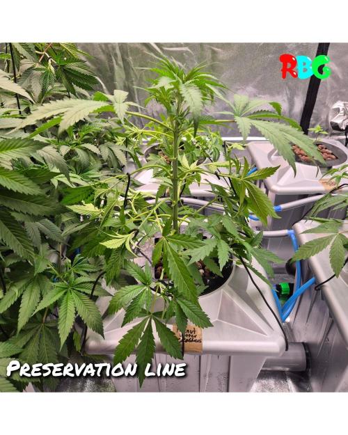 Peanut butter crashers ( RDWC ). Week 5 - Week 5 day 1 
23/9