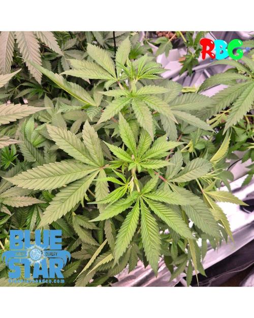 Lemon pound cake x blue star. Week 5 - Week 5 day 1 
23/9