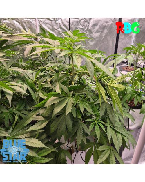 Lemon pound cake x blue star. Week 5 - Week 5 day 1 
23/9