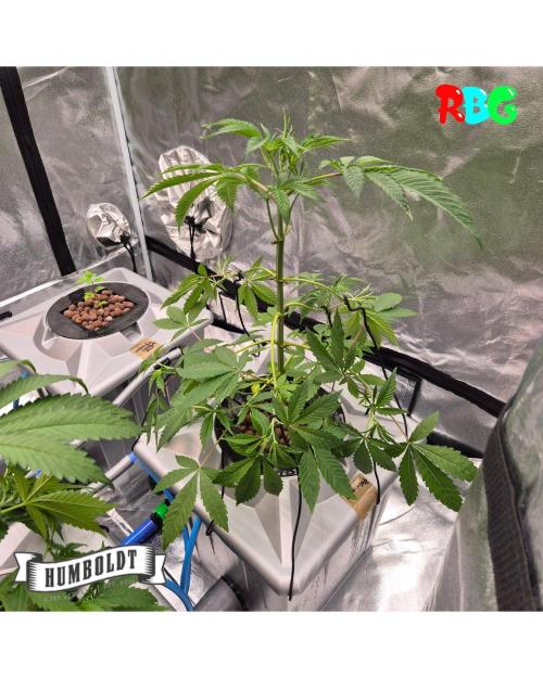 Gazzurple RDWC. Week 5 - Week 5 day 1 
23/9