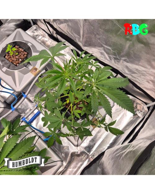 Gazzurple RDWC. Week 5 - Week 5 day 1 
23/9