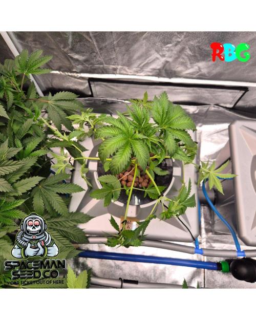 Apple fritter s1 RDWC. Week 5 - Week 5 day 1 
23/9