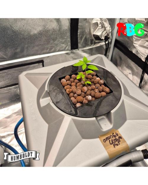 Orange Cream PoP RDWC. Week 5 - Week 5 day 1 
23/9
