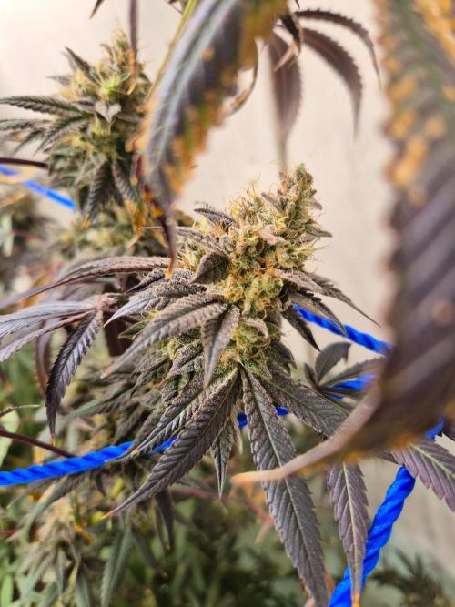Purple panty droppers. Week 9 - Week 9 day 3 
25/9