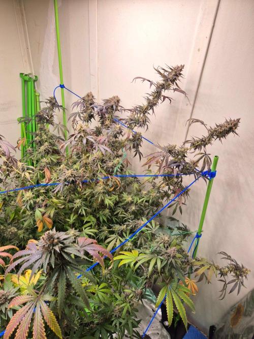 Purple panty droppers. Week 9 - Week 9 day 3 
25/9