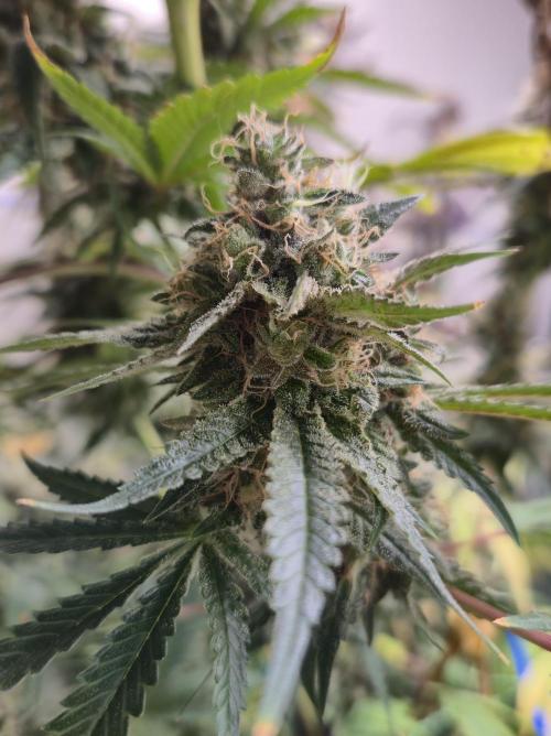 Purple diesel. Week 9 - Week 9 day 3 
25/9
