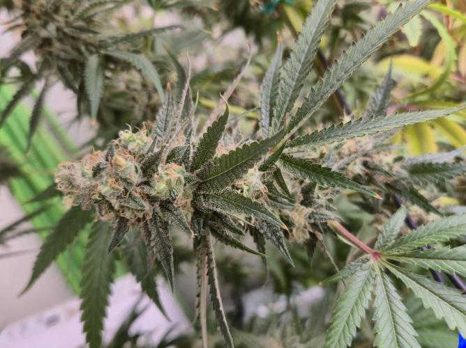 Purple Diesel. Week 9