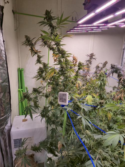 Purple diesel. Week 9 - Week 9 day 3 
25/9