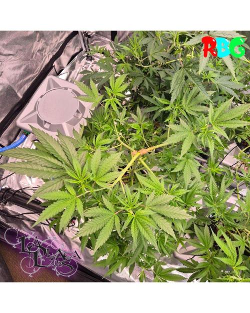 Alien Bubba RDWC. Week 5 - Week 5 day 3 
25/9