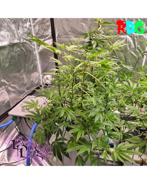 Alien Bubba Regular. Week 5