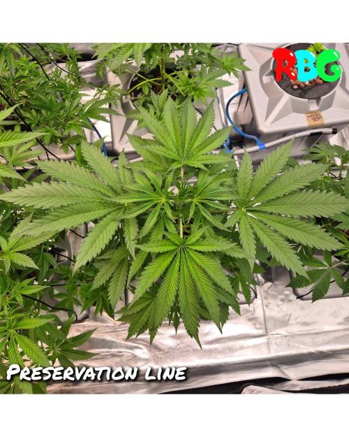 Peanut butter crashers ( RDWC ). Week 5 - Week 5 day 3 
25/9