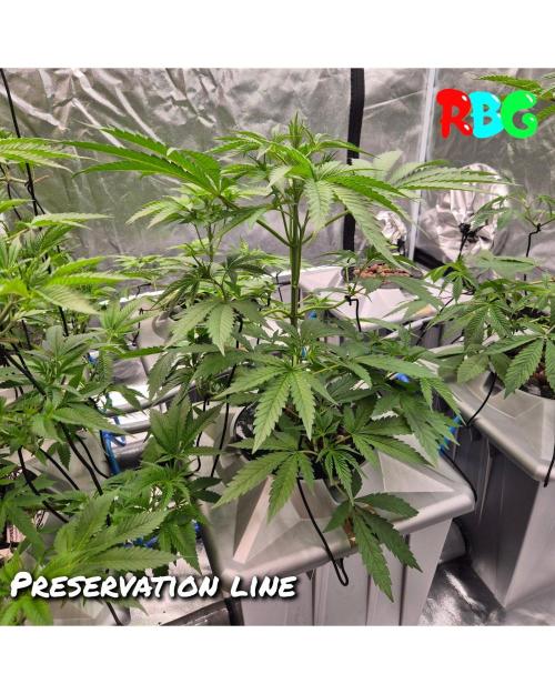 Peanut butter crashers ( RDWC ). Week 5 - Week 5 day 3 
25/9