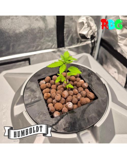 Orange Cream PoP RDWC. Week 5 - Week 5 day 3 
25/9