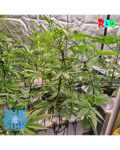 Lemon pound cake x blue star. Week 5 - Week 5 day 3 
25/9