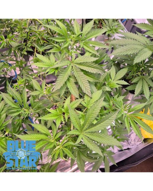 Lemon pound cake x blue star. Week 5 - Week 5 day 3 
25/9