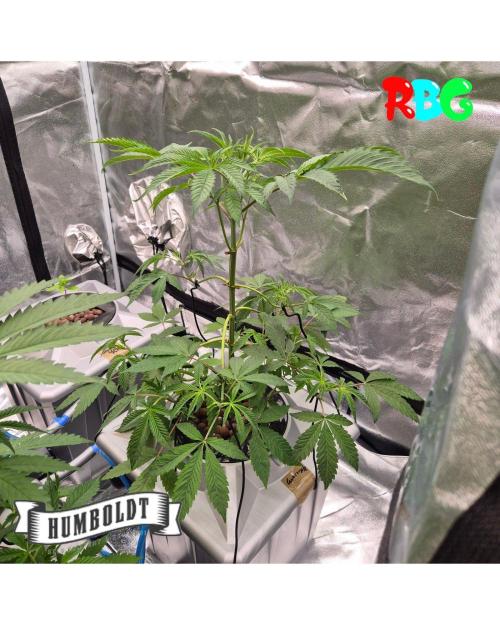 Gazzurple RDWC. Week 5 - Week 5 day 3 
25/9
