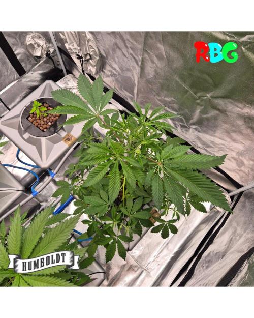 Gazzurple RDWC. Week 5 - Week 5 day 3 
25/9