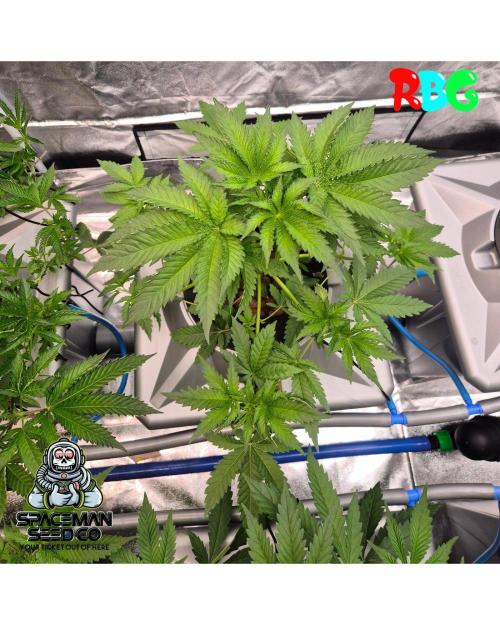 Apple fritter s1 RDWC. Week 5 - Week 5 day 3 
25/9