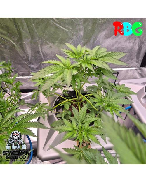 Apple fritter s1 RDWC. Week 5 - Week 5 day 3 
25/9