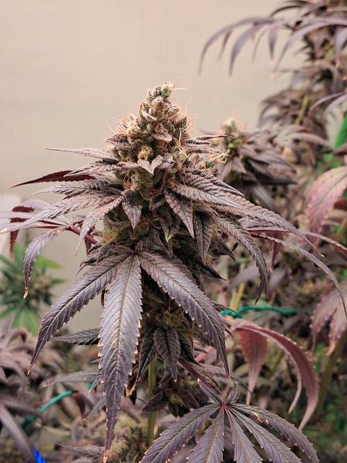 Purple panty droppers. Week 10 - Weel 10 day 2
1/10