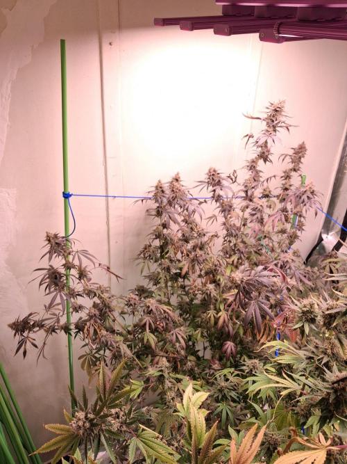 Purple panty droppers. Week 10 - Weel 10 day 3 
1/10