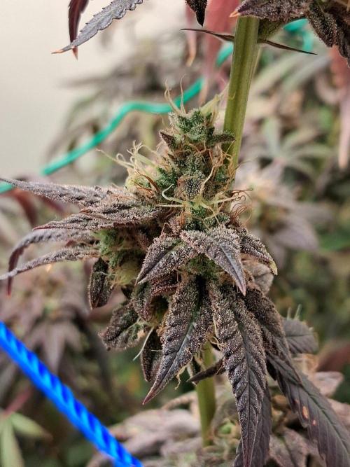 Purple panty droppers. Week 10 - Weel 10 day 2
1/10