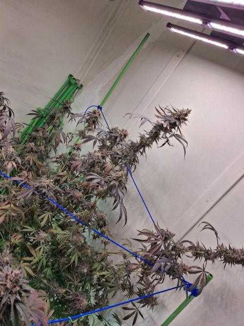 Purple panty droppers. Week 10 - Weel 10 day 2
1/10