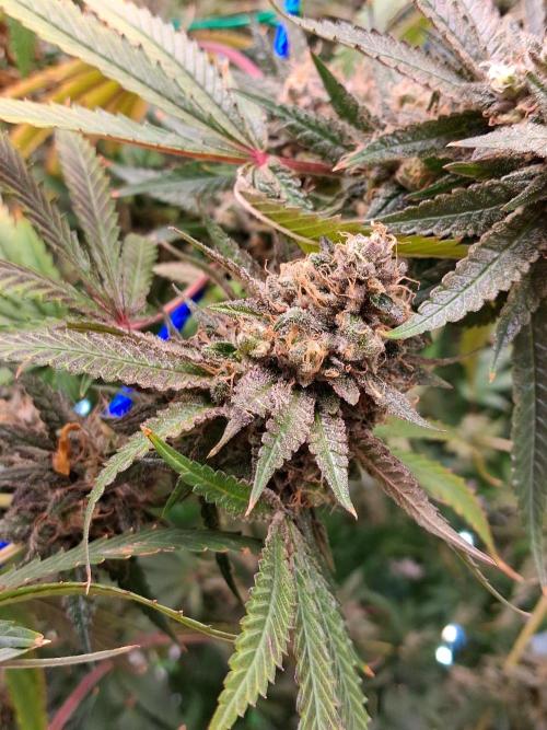 Purple diesel. Week 10 - Weel 10 day 2
1/10