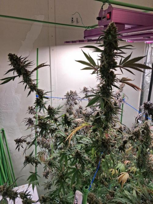 Purple diesel. Week 10 - Weel 10 day 2
1/10