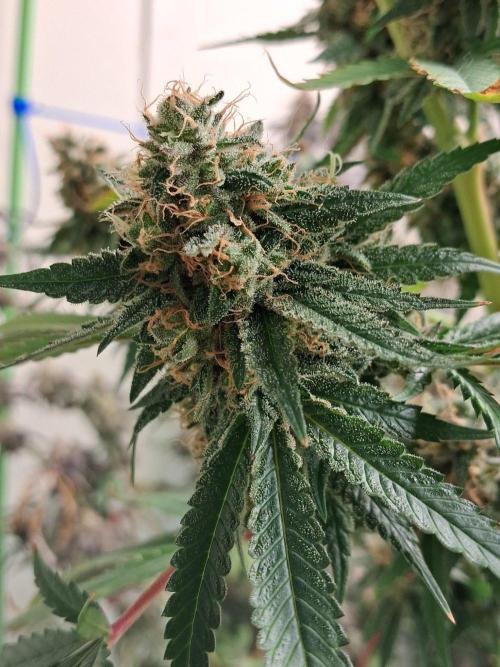 Purple Diesel. Week 10