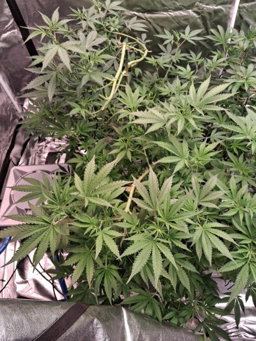 Alien Bubba RDWC. Week 6 - Week 6 day 3 
2/10/25