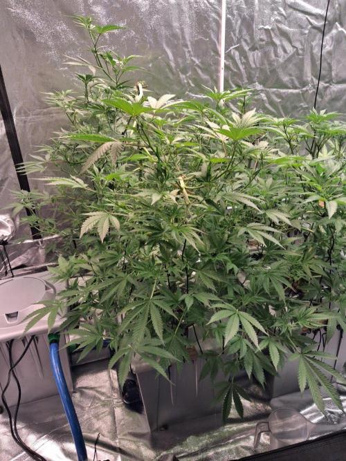 Alien Bubba RDWC. Week 6 - Week 6 day 3 
2/10/25