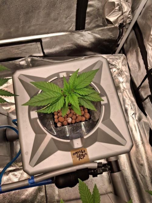 Orange Cream PoP RDWC. Week 6 - Week 6 day 3 
2/10/25