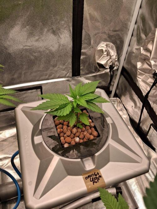 Orange Cream PoP RDWC. Week 6 - Week 6 day 3 
2/10/25