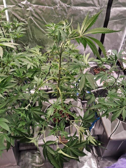 Peanut butter crashers ( RDWC ). Week 6 - Week 6 day 3 
2/10/25