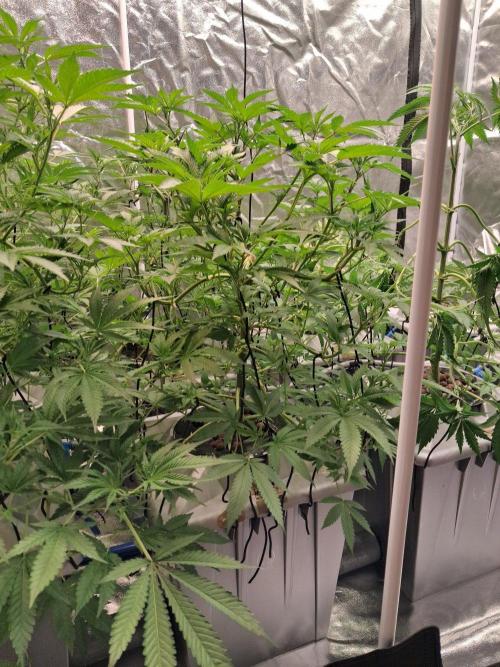 Lemon pound cake x blue star. Week 6 - Week 6 day 3 
2/10/25