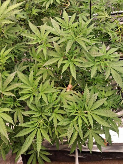 Lemon pound cake x blue star. Week 6 - Week 6 day 3 
2/10/25