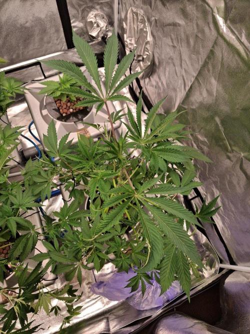 Gazzurple RDWC. Week 6 - Week 6 day 3 
2/10/25