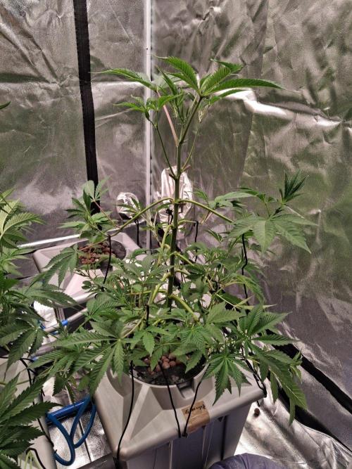 Gazzurple RDWC. Week 6 - Week 6 day 3 
2/10/25