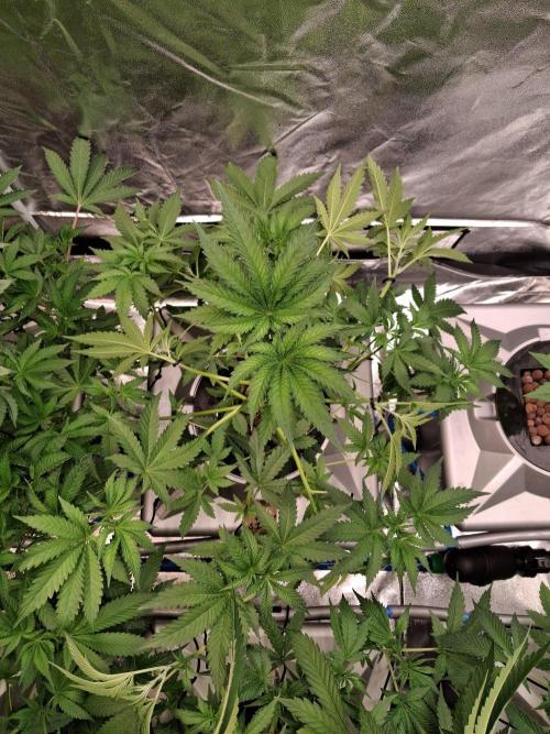 Apple fritter s1 RDWC. Week 6 - Week 6 day 3 
2/10/25