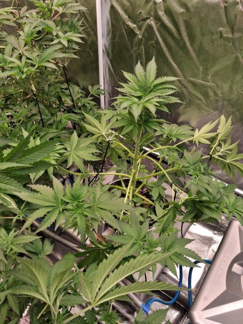Apple fritter s1 RDWC. Week 6 - Week 6 day 3 
2/10/25