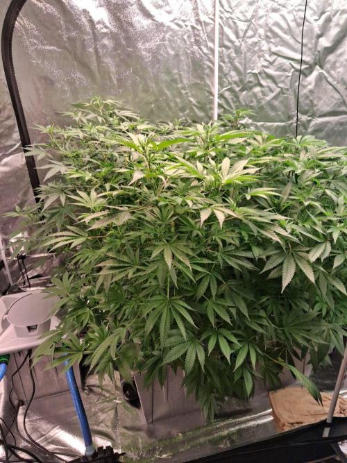 Alien Bubba RDWC. Week 7 - Week 7 day 1 
7/10/26