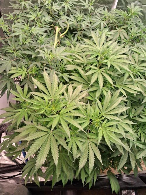Alien Bubba RDWC. Week 7 - Week 7 day 1 
7/10/26