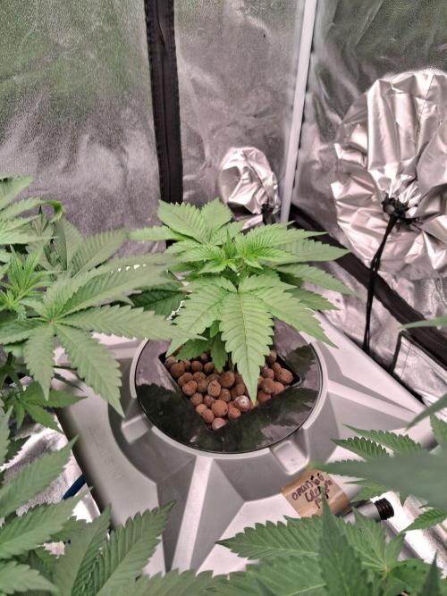 Orange Cream PoP RDWC. Week 7 - Week 7 day 1 
7/10/26